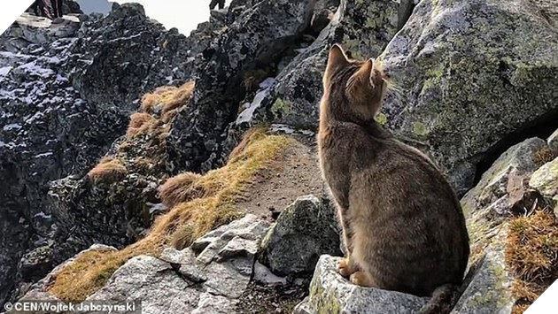 Chuyện thật như đùa: Dân leo núi phát hiện ra một chú mèo nhà ngồi ngẫm sự đời trên đỉnh núi cao nhất Ba Lan 4