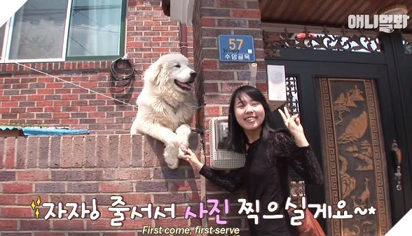 
Samsik có bộ lông trắng muốt, tính cách thì vô cùng hiếu động