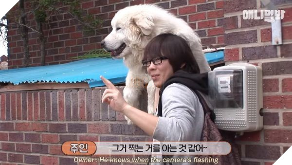 Chú chó 'ngôi sao' lúc nào cũng chồm lên bờ tường giao lưu fan, nhưng sự thật phía sau mới xúc động