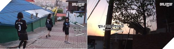 Chú chó 'ngôi sao' lúc nào cũng chồm lên bờ tường giao lưu fan, nhưng sự thật phía sau mới xúc động