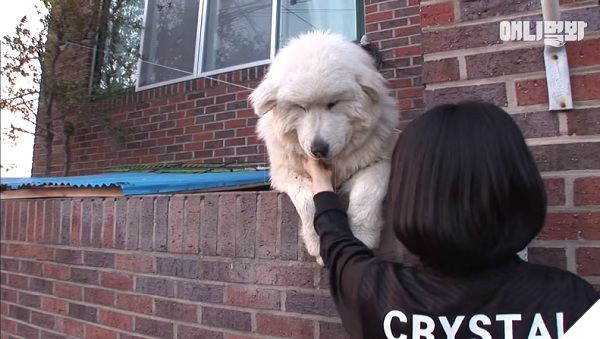 
Tuy nhiên, gặp Samsik mà không ngó ngàng gì là chú sẽ sủa vang đến khi bạn chú ý thì thôi đấy nhé