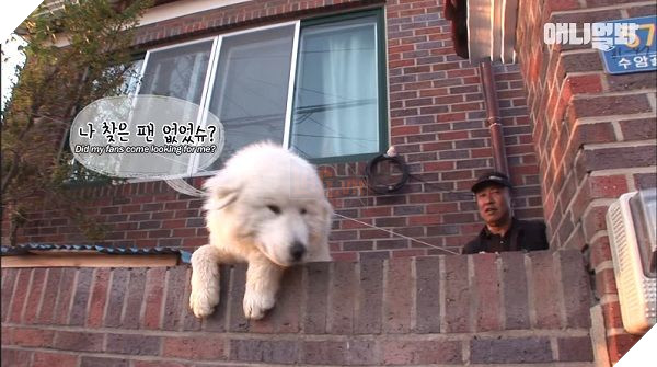 Chú chó 'ngôi sao' lúc nào cũng chồm lên bờ tường giao lưu fan, nhưng sự thật phía sau mới xúc động