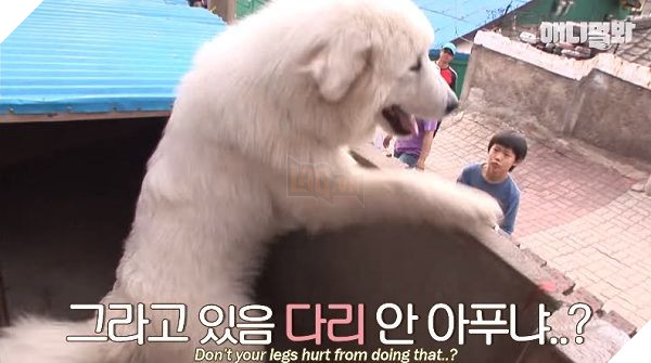 
Một điều lạ lùng là chú chó không chịu rời bức tường nửa bước, cứ như chú đang ngóng chờ ai đó vậy