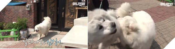 Chú chó 'ngôi sao' lúc nào cũng chồm lên bờ tường giao lưu fan, nhưng sự thật phía sau mới xúc động