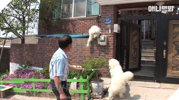 
Samsik ngay lập tức sủa vang khi nhìn thấy mẹ