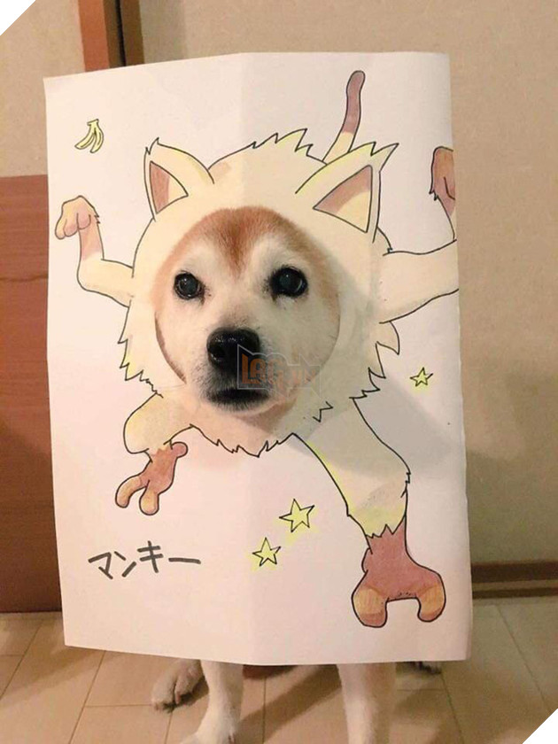 Cười sái quai hàm với chùm ảnh khi bạn là chó nhưng sen lại đam mê Pokemon - Ảnh 5. Cười sái quai hàm với chùm ảnh khi bạn là chó nhưng sen lại đam mê Pokemon - Ảnh 5.