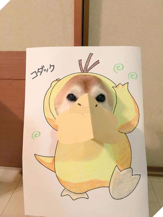 Cười sái quai hàm với chùm ảnh khi bạn là chó nhưng sen lại đam mê Pokemon - Ảnh 12. Cười sái quai hàm với chùm ảnh khi bạn là chó nhưng sen lại đam mê Pokemon - Ảnh 12.
