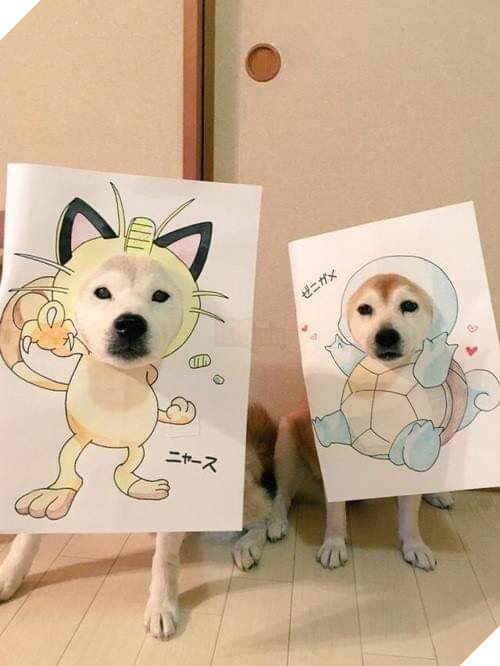 Cười sái quai hàm với chùm ảnh khi bạn là chó nhưng sen lại đam mê Pokemon - Ảnh 13. Cười sái quai hàm với chùm ảnh khi bạn là chó nhưng sen lại đam mê Pokemon - Ảnh 13.
