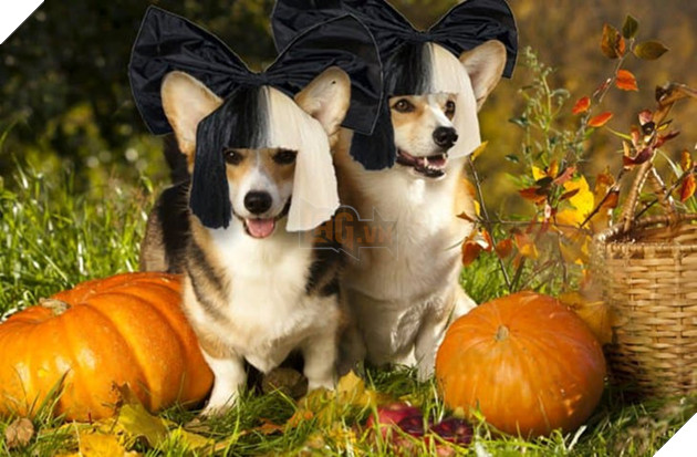 Loat trang phuc Halloween 'ba dao' nhin nhu do dien hai cua gioi tre hinh anh 1