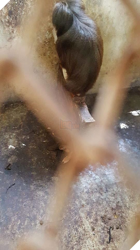 Ám ảnh cảnh động vật bị cầm tù, sống vật vờ tại công viên giải trí Củ Chi 3