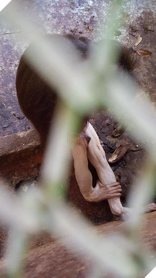 Ám ảnh cảnh động vật bị cầm tù, sống vật vờ tại công viên giải trí Củ Chi 4