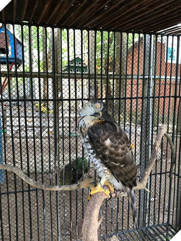 Ám ảnh cảnh động vật bị cầm tù, sống vật vờ tại công viên giải trí Củ Chi 5