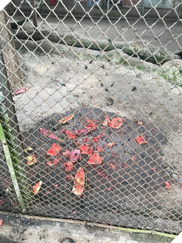 Ám ảnh cảnh động vật bị cầm tù, sống vật vờ tại công viên giải trí Củ Chi 7