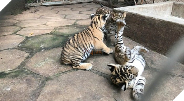 Ám ảnh cảnh động vật bị cầm tù, sống vật vờ tại công viên giải trí Củ Chi 8