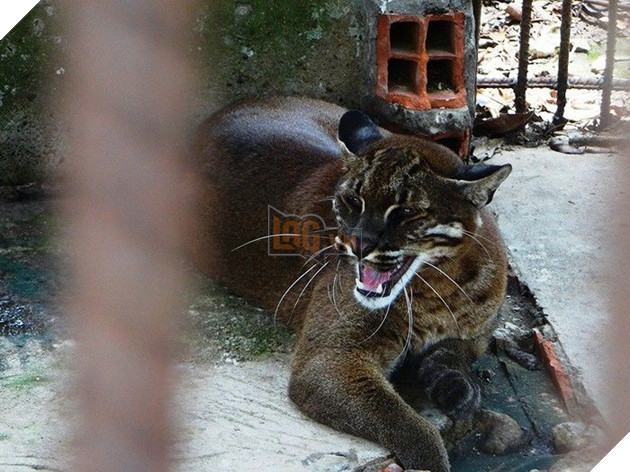 Ám ảnh cảnh động vật bị cầm tù, sống vật vờ tại công viên giải trí Củ Chi 9