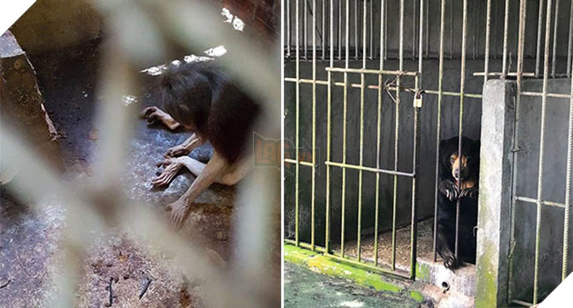 Ám ảnh cảnh động vật bị cầm tù, sống vật vờ tại công viên giải trí Củ Chi