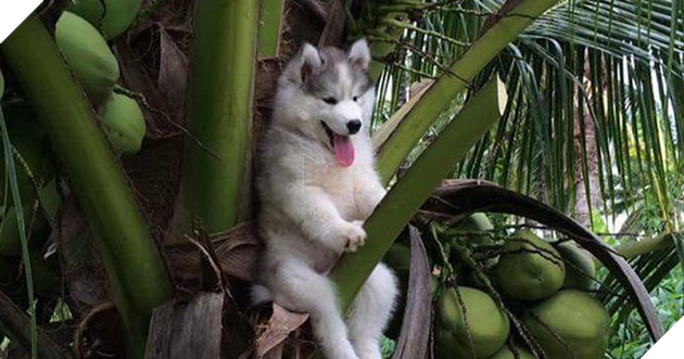 Loạt ảnh cho thấy Husky mới là giống chó kỳ lạ nhất trên đời