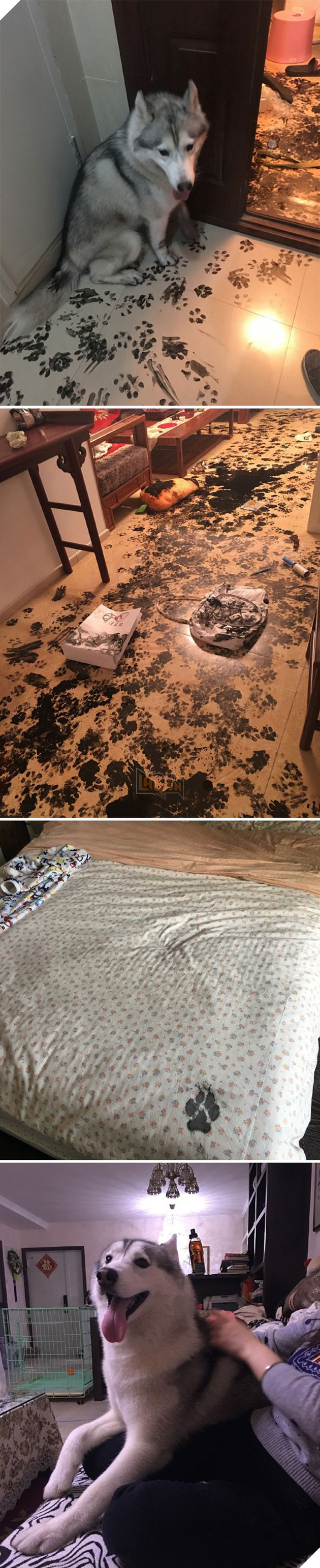 Loạt ảnh cho thấy Husky mới là giống chó kỳ lạ nhất trên đời 0