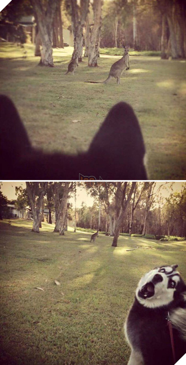 Loạt ảnh cho thấy Husky mới là giống chó kỳ lạ nhất trên đời 2