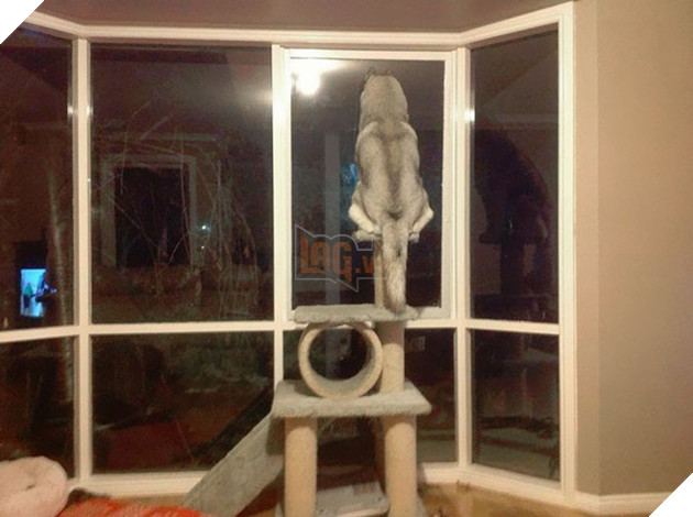 Loạt ảnh cho thấy Husky mới là giống chó kỳ lạ nhất trên đời 5