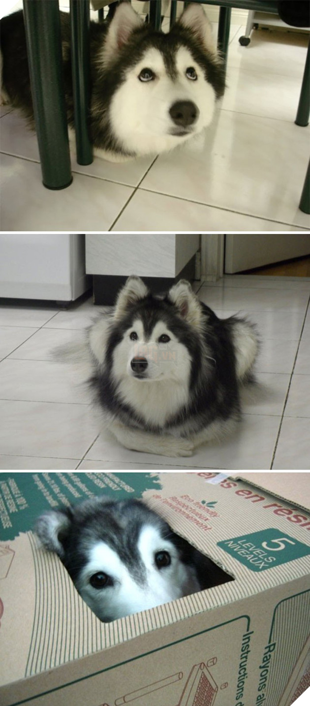 Loạt ảnh cho thấy Husky mới là giống chó kỳ lạ nhất trên đời 1