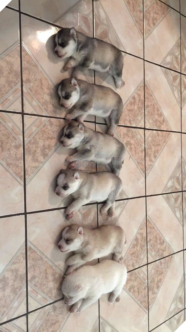 Loạt ảnh cho thấy Husky mới là giống chó kỳ lạ nhất trên đời 7