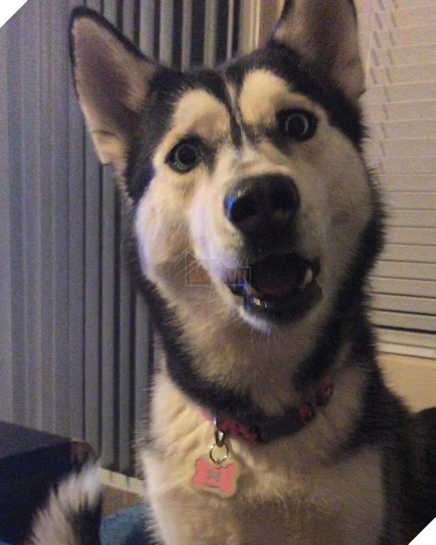 Loạt ảnh cho thấy Husky mới là giống chó kỳ lạ nhất trên đời 11