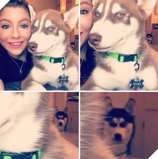 Loạt ảnh cho thấy Husky mới là giống chó kỳ lạ nhất trên đời 8