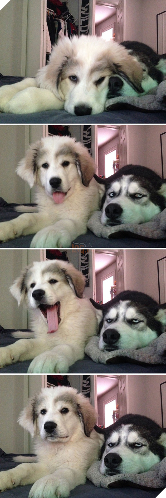 Loạt ảnh cho thấy Husky mới là giống chó kỳ lạ nhất trên đời 6