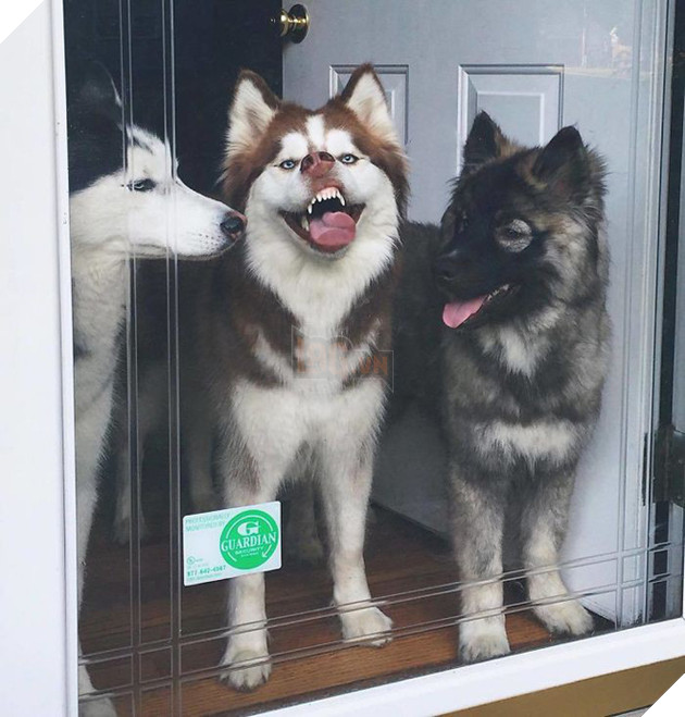 Loạt ảnh cho thấy Husky mới là giống chó kỳ lạ nhất trên đời 12
