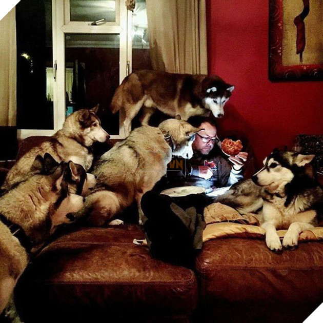 Loạt ảnh cho thấy Husky mới là giống chó kỳ lạ nhất trên đời 14