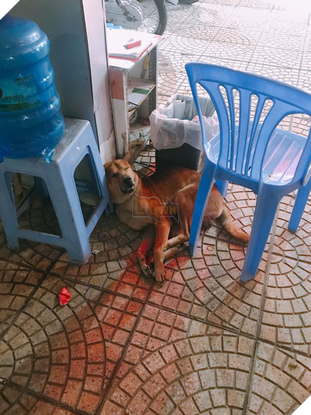 Chạy thoát khỏi cẩu tặc chích điện, chú chó được những bác bảo vệ cưu mang, cho đi tuần tra mỗi đêm - Ảnh 3.