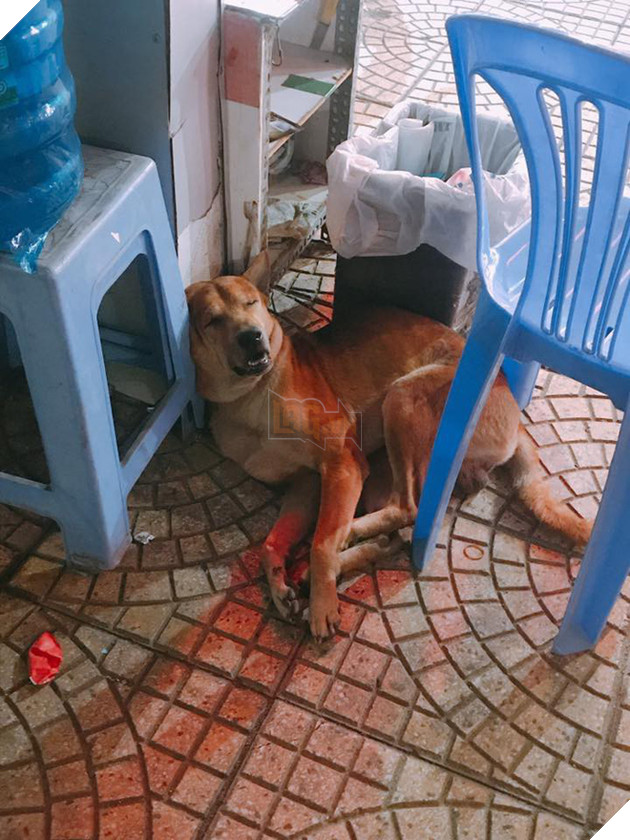 Chạy thoát khỏi cẩu tặc chích điện, chú chó được những bác bảo vệ cưu mang, cho đi tuần tra mỗi đêm - Ảnh 2.