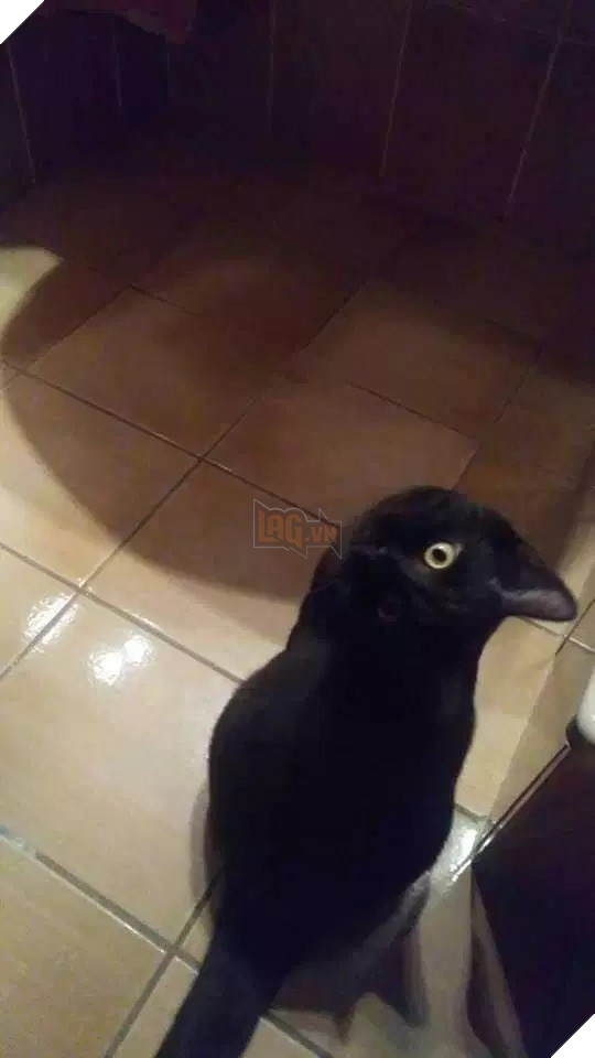 Bức ảnh con quạ đen gây hoang mang MXH, đến cả Google cũng dính cú lừa - Ảnh 2.