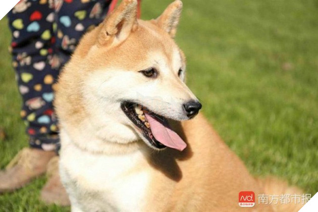 Chó Shiba bị tòa án Bắc Kinh bán đấu giá vì không thể thanh toán 3 năm dịch vụ ở khách sạn thú cưng - Ảnh 2. Chó Shiba bị tòa án Bắc Kinh bán đấu giá vì không thể thanh toán 3 năm dịch vụ ở khách sạn thú cưng - Ảnh 2.