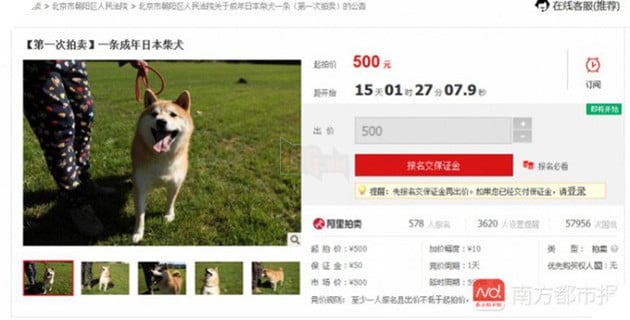 Chó Shiba bị tòa án Bắc Kinh bán đấu giá vì không thể thanh toán 3 năm dịch vụ ở khách sạn thú cưng - Ảnh 4. Chó Shiba bị tòa án Bắc Kinh bán đấu giá vì không thể thanh toán 3 năm dịch vụ ở khách sạn thú cưng - Ảnh 4.