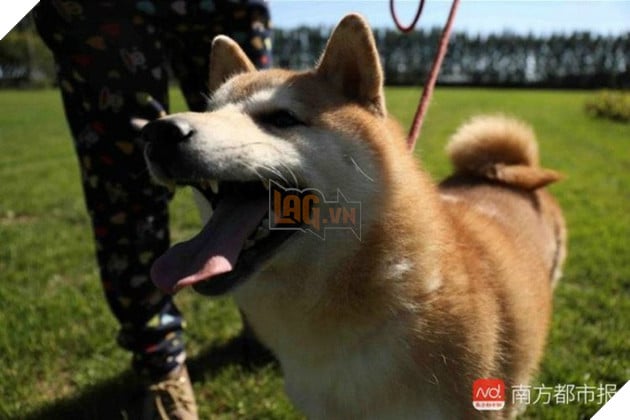 Chó Shiba bị tòa án Bắc Kinh bán đấu giá vì không thể thanh toán 3 năm dịch vụ ở khách sạn thú cưng - Ảnh 3. Chó Shiba bị tòa án Bắc Kinh bán đấu giá vì không thể thanh toán 3 năm dịch vụ ở khách sạn thú cưng - Ảnh 3.