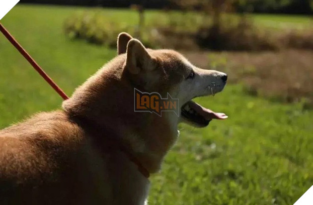 Chó Shiba bị tòa án Bắc Kinh bán đấu giá vì không thể thanh toán 3 năm dịch vụ ở khách sạn thú cưng - Ảnh 6. Chó Shiba bị tòa án Bắc Kinh bán đấu giá vì không thể thanh toán 3 năm dịch vụ ở khách sạn thú cưng - Ảnh 6.