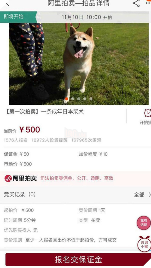 Chó Shiba bị tòa án Bắc Kinh bán đấu giá vì không thể thanh toán 3 năm dịch vụ ở khách sạn thú cưng - Ảnh 5. Chó Shiba bị tòa án Bắc Kinh bán đấu giá vì không thể thanh toán 3 năm dịch vụ ở khách sạn thú cưng - Ảnh 5.