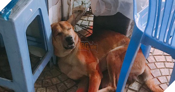 Chạy thoát khỏi cẩu tặc chích điện, chú chó được những bác bảo vệ cưu mang, cho đi tuần tra mỗi đêm