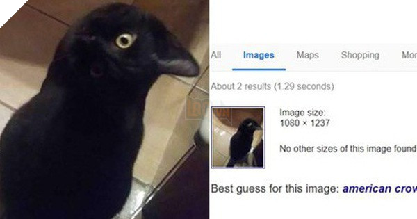 Bức ảnh con quạ đen gây hoang mang MXH, đến cả Google cũng dính cú lừa