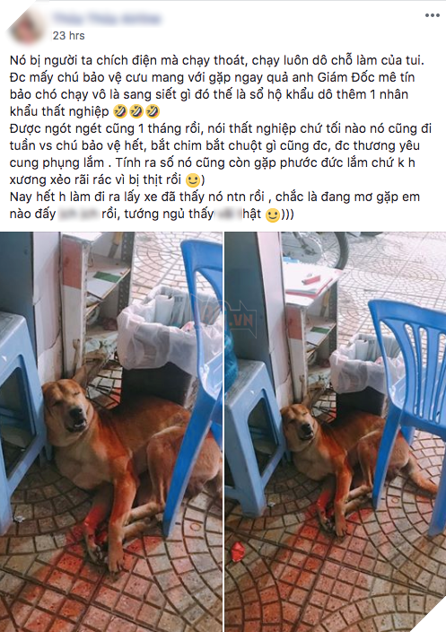 Chạy thoát khỏi cẩu tặc chích điện, chú chó được những bác bảo vệ cưu mang, cho đi tuần tra mỗi đêm - Ảnh 1.