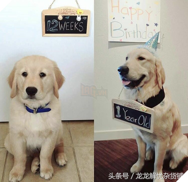 8 hình ảnh đối lập của thú cưng khi lớn lên, tuổi tác đúng là một ‘con dao vô tình’ 7