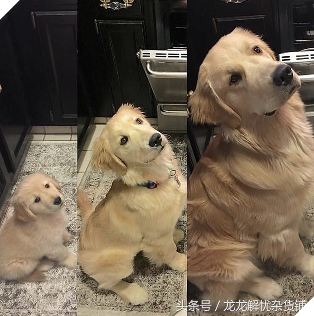 8 hình ảnh đối lập của thú cưng khi lớn lên, tuổi tác đúng là một ‘con dao vô tình’ 4