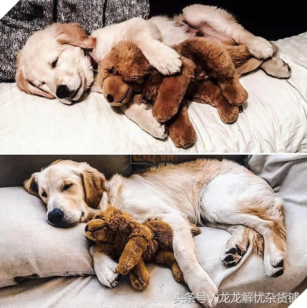 8 hình ảnh đối lập của thú cưng khi lớn lên, tuổi tác đúng là một ‘con dao vô tình’ 5