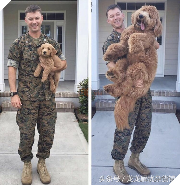 8 hình ảnh đối lập của thú cưng khi lớn lên, tuổi tác đúng là một ‘con dao vô tình’ 6