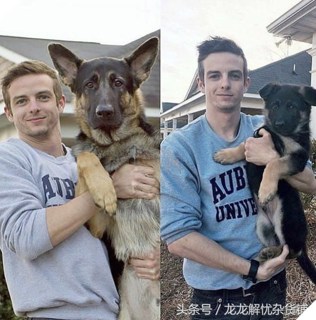 8 hình ảnh đối lập của thú cưng khi lớn lên, tuổi tác đúng là một ‘con dao vô tình’ 9