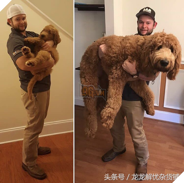 8 hình ảnh đối lập của thú cưng khi lớn lên, tuổi tác đúng là một ‘con dao vô tình’ 3