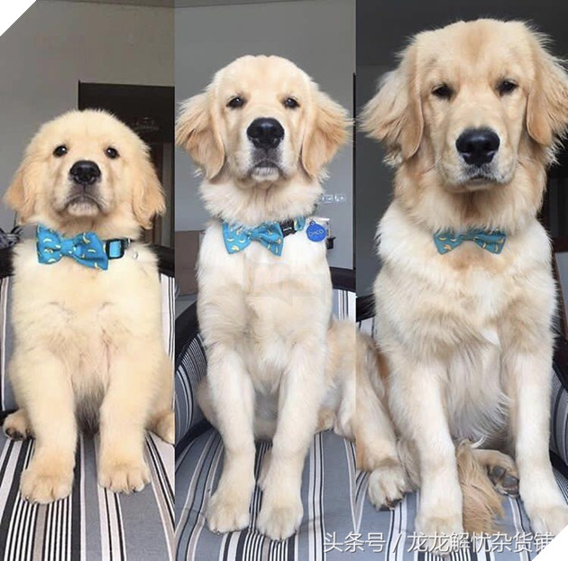 8 hình ảnh đối lập của thú cưng khi lớn lên, tuổi tác đúng là một ‘con dao vô tình’