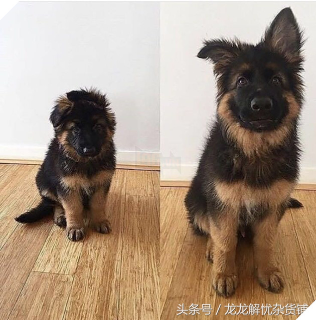 8 hình ảnh đối lập của thú cưng khi lớn lên, tuổi tác đúng là một ‘con dao vô tình’ 8